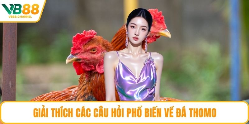 Giải thích các câu hỏi phổ biến về đá Thomo